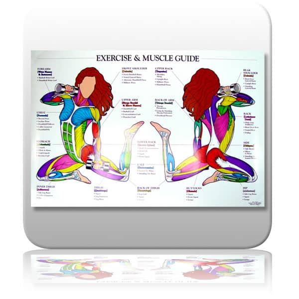 Exercise And Muscle Chart